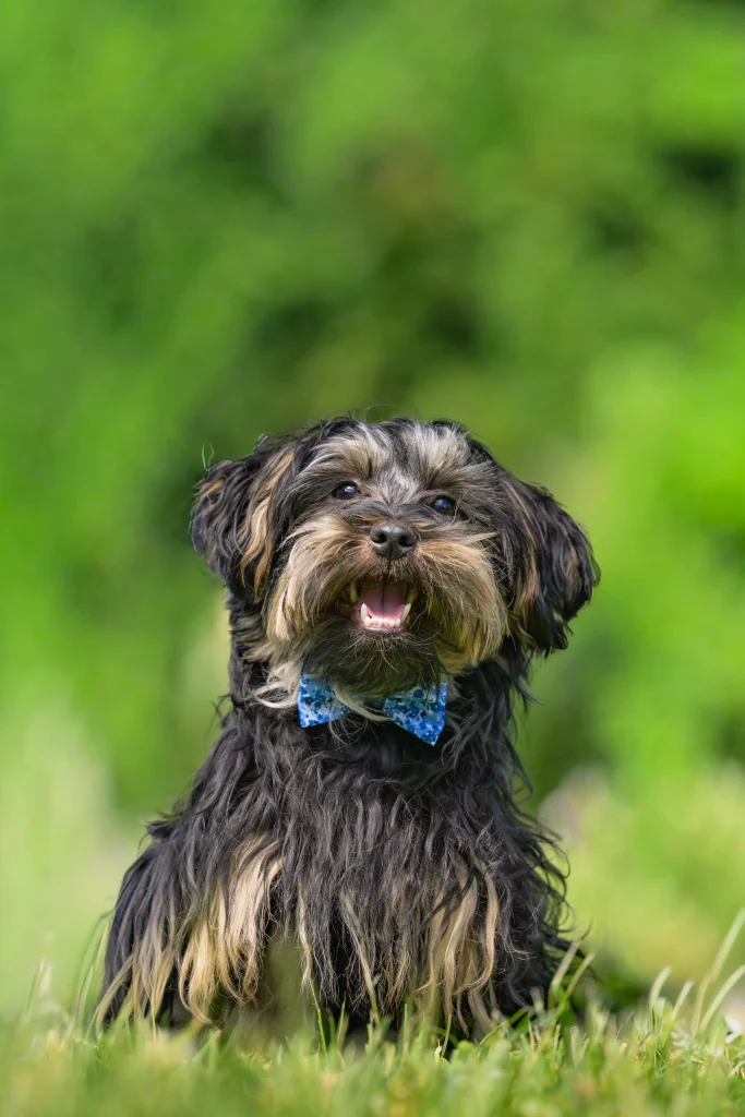 noeud papillon pour chien Made in France