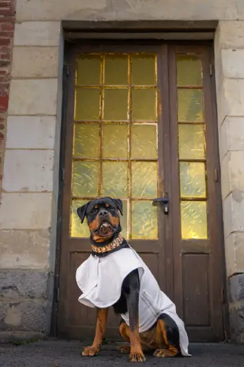 peignoir de bain blanc pour chien sur mesure et Made in France