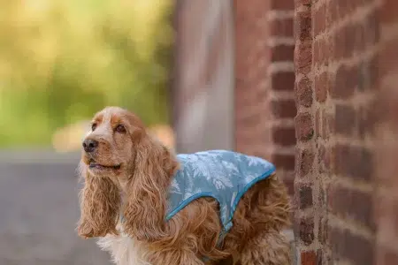 manteau pour chien made in France en brocart bleu clair