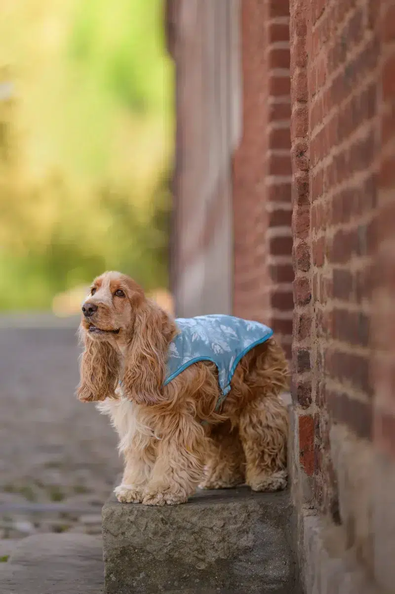 manteau pour chien made in France en brocart bleu clair