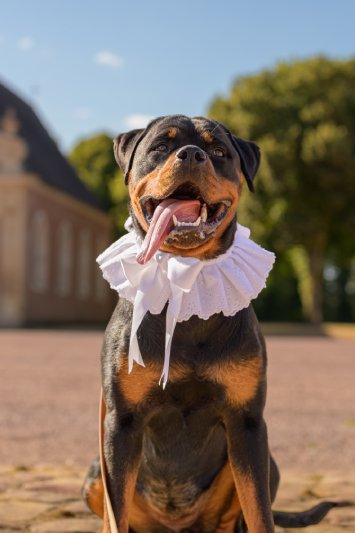 col amovible pour chienne Made in France en broderie anglaise